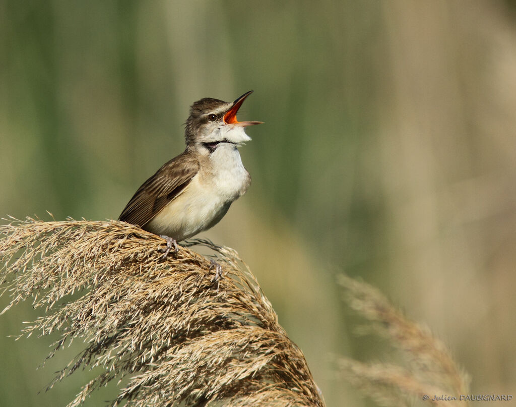 Great Reed Warbler male adult, identification, song