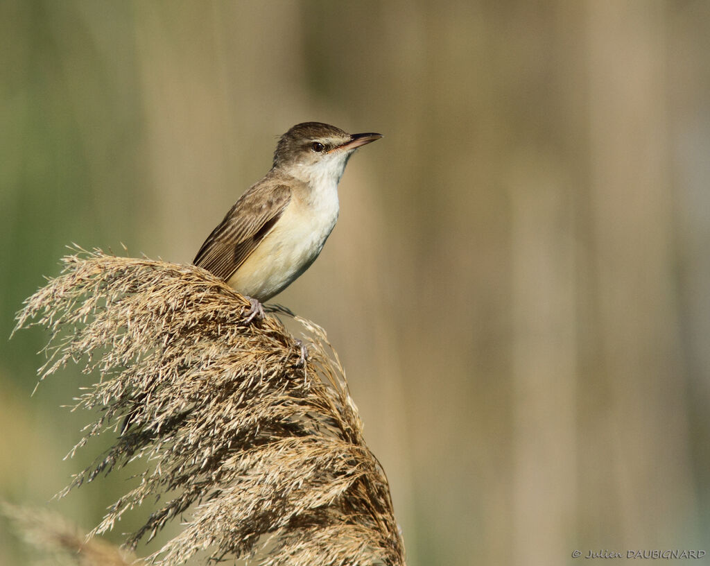 Great Reed Warbler male adult, identification