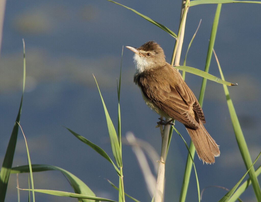 Great Reed Warbler male adult, identification