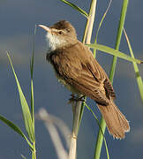 Great Reed Warbler