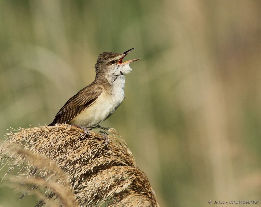 Great Reed Warbler male adult, identification, song