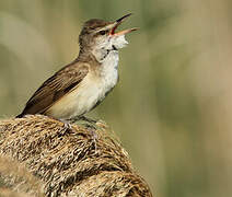 Great Reed Warbler