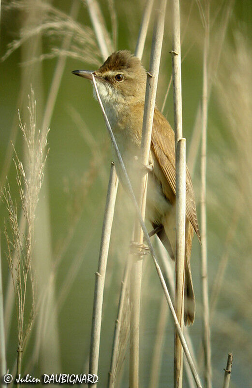 Great Reed Warbler