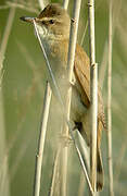 Great Reed Warbler