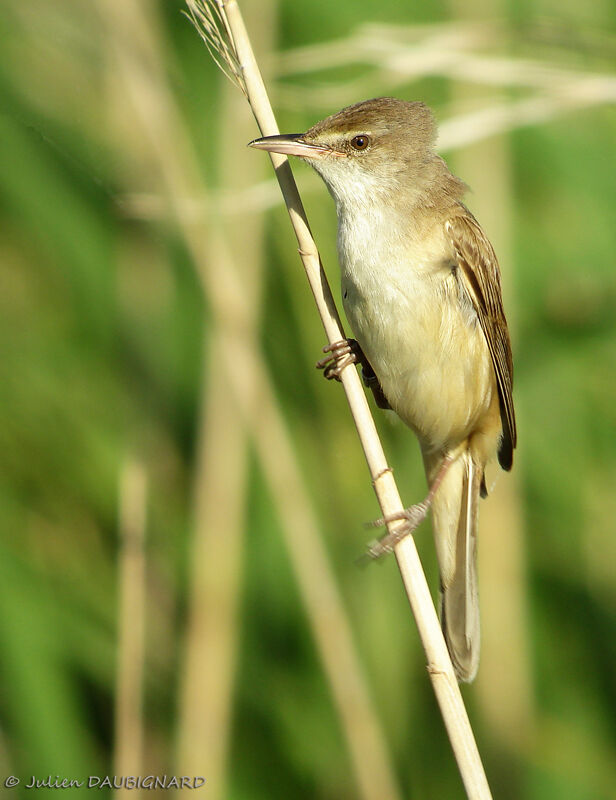 Rousserolle turdoïde mâle adulte, identification