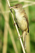 Great Reed Warbler