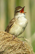 Great Reed Warbler