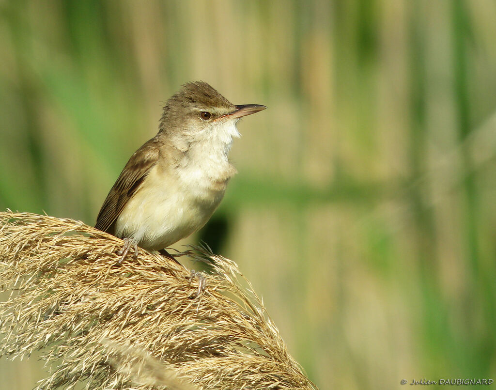 Rousserolle turdoïde mâle adulte, identification