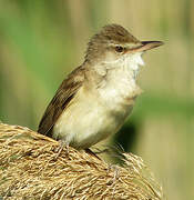 Great Reed Warbler