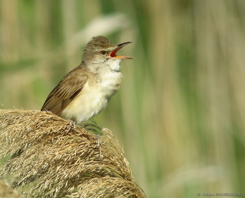 Great Reed Warbler male adult, identification, song