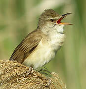 Great Reed Warbler