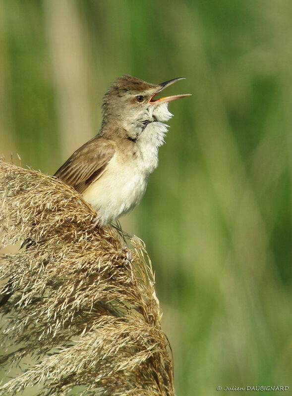 Great Reed Warbler male adult, identification, song