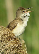 Great Reed Warbler