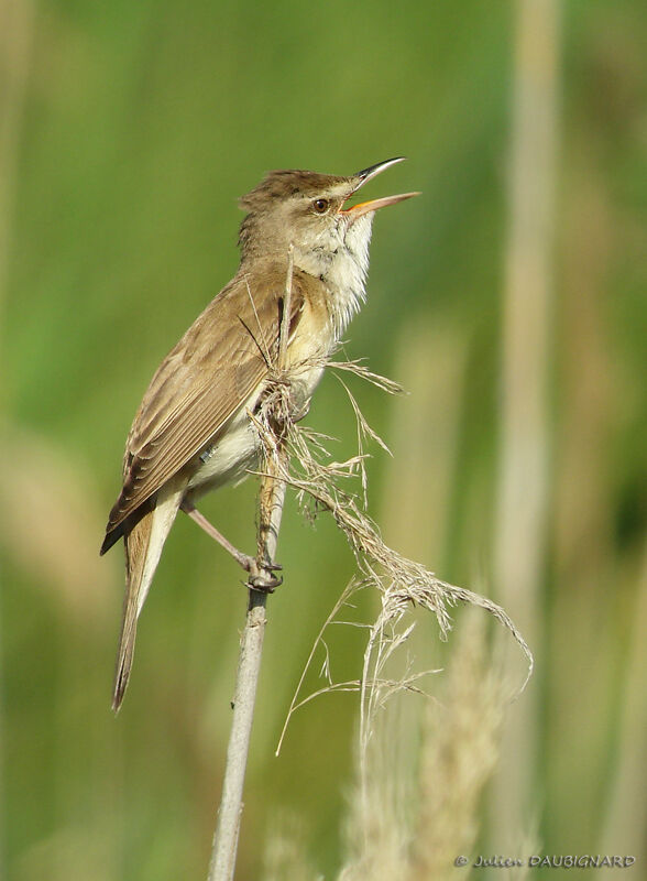 Great Reed Warbler male adult, identification, song