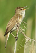 Great Reed Warbler