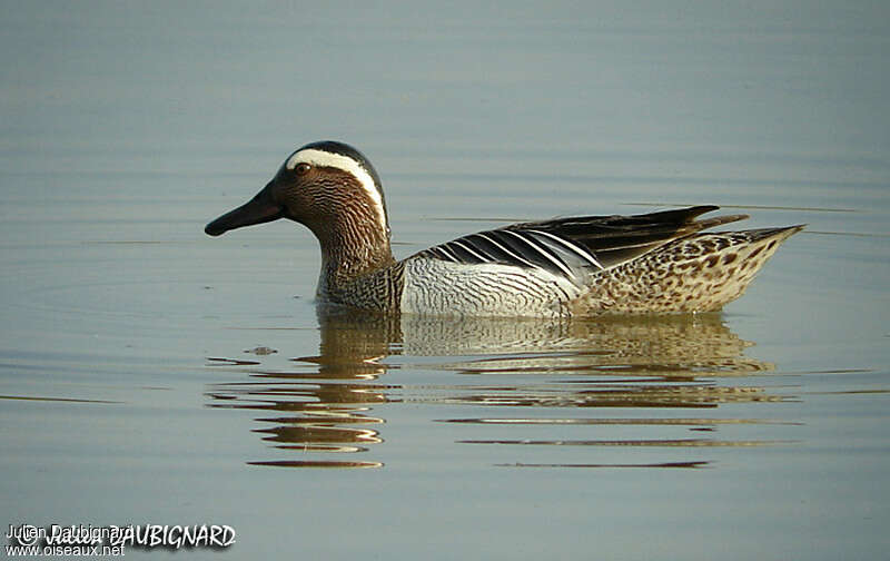 Garganey male