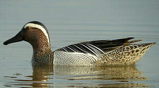 Garganey