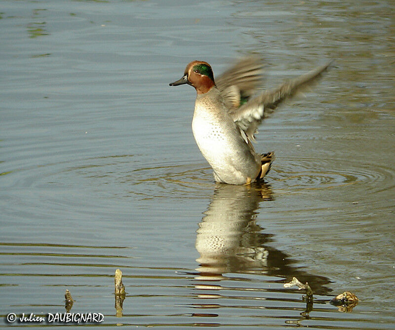 Eurasian Teal male