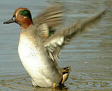 Eurasian Teal