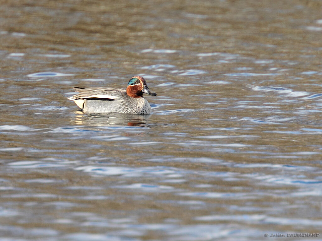 Sarcelle d'hiver mâle adulte, identification