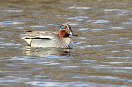 Eurasian Teal