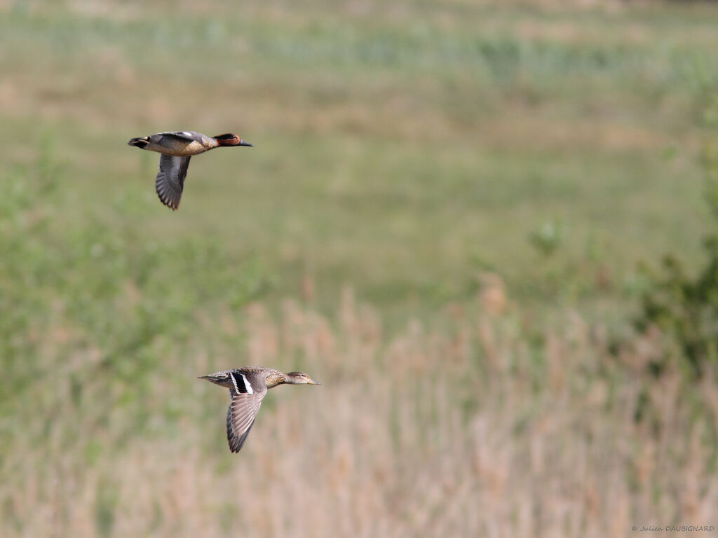 Eurasian Tealadult, Flight