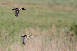 Eurasian Teal