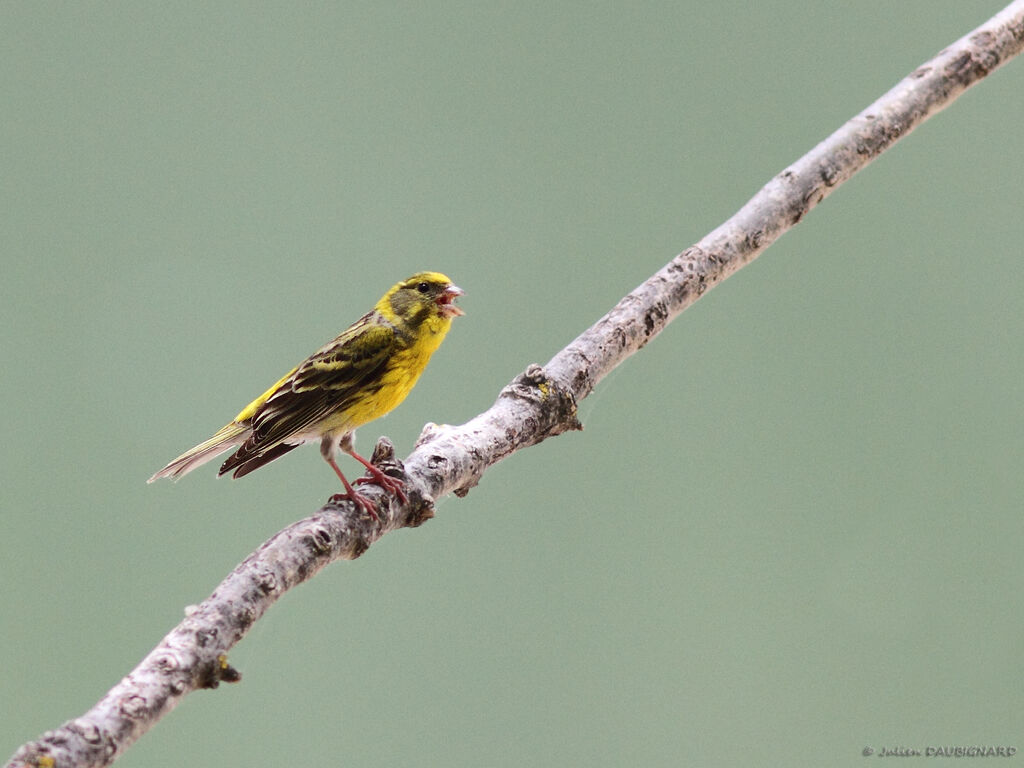 European Serin male adult, identification