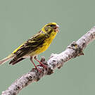 Serin cini