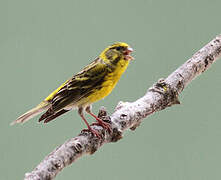 European Serin