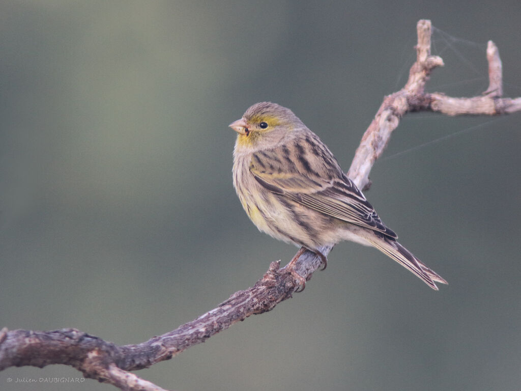 Atlantic Canary, identification