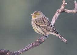 Serin des Canaries