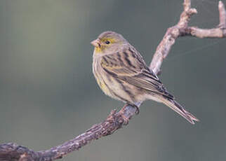 Serin des Canaries