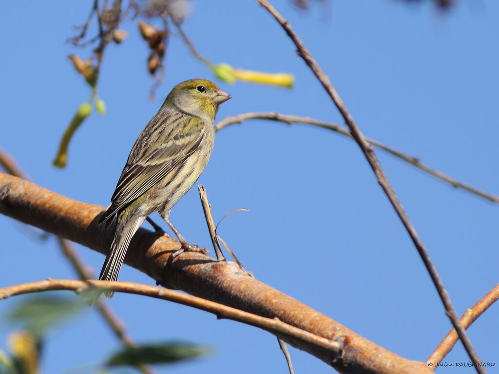 Atlantic Canary, identification