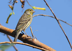 Atlantic Canary