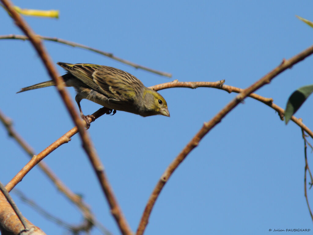 Atlantic Canary, identification