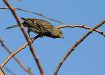 Serin des Canaries