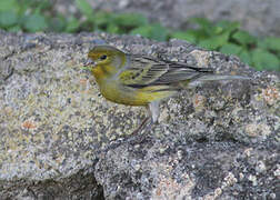 Atlantic Canary