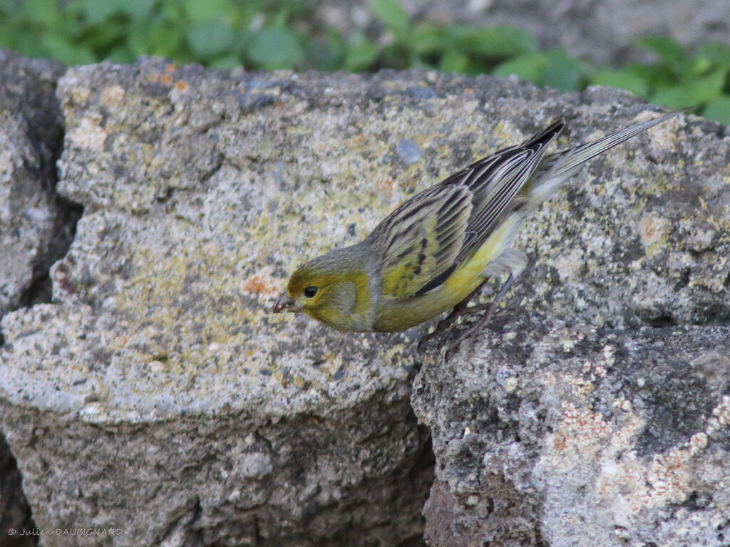 Serin des Canaries, identification