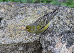 Serin des Canaries