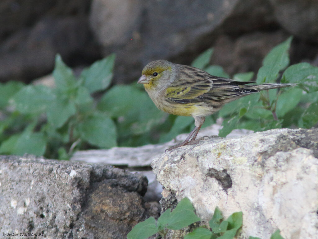 Atlantic Canary, identification