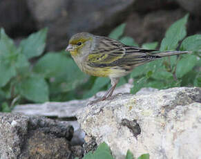 Serin des Canaries