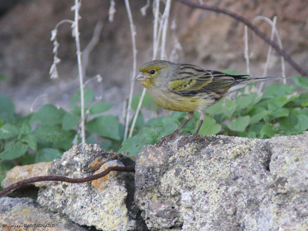 Atlantic Canary, identification