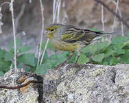 Serin des Canaries