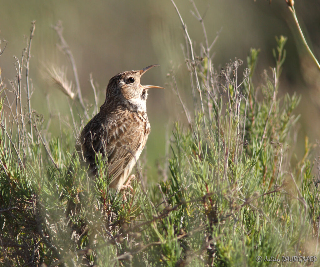 Dupont's Lark male, identification