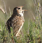 Dupont's Lark