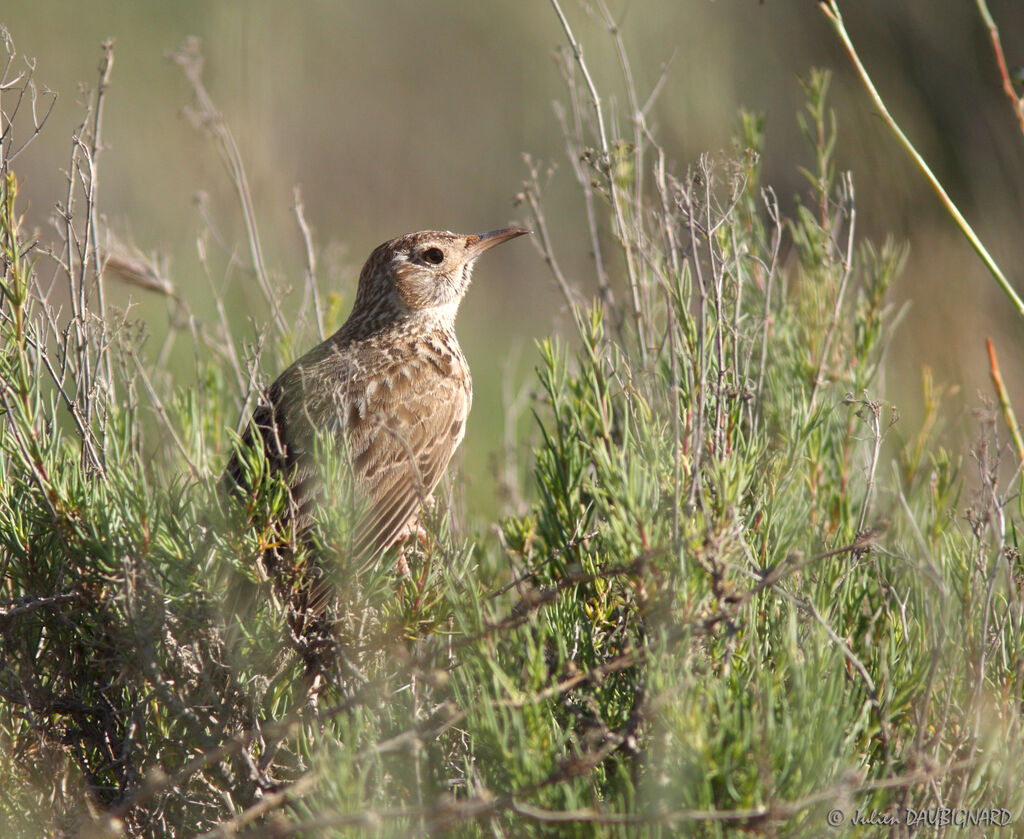 Dupont's Lark, identification