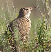 Dupont's Lark