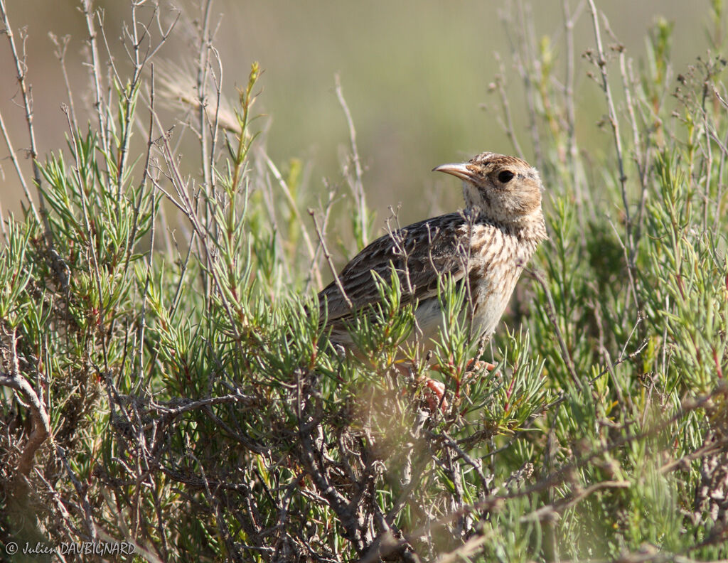 Dupont's Lark, identification