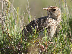 Dupont's Lark